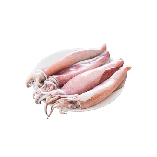Squid