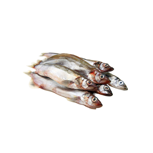 Capelin