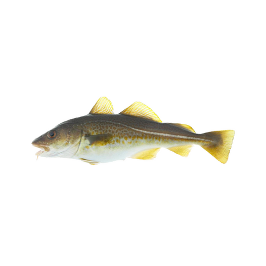 Cod