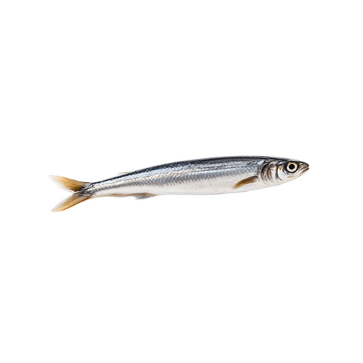 Anchovy
