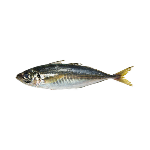Mackerel