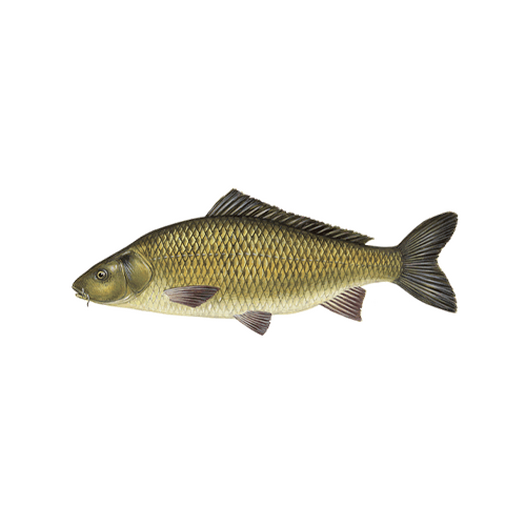Carp