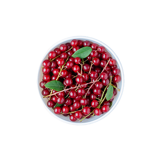 Bird cherry