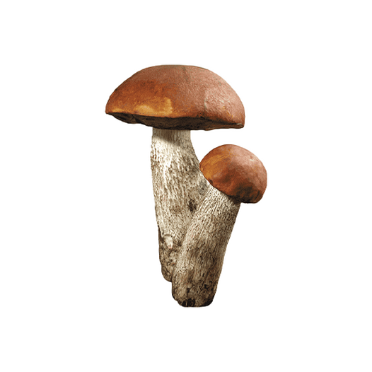 Aspen bolete