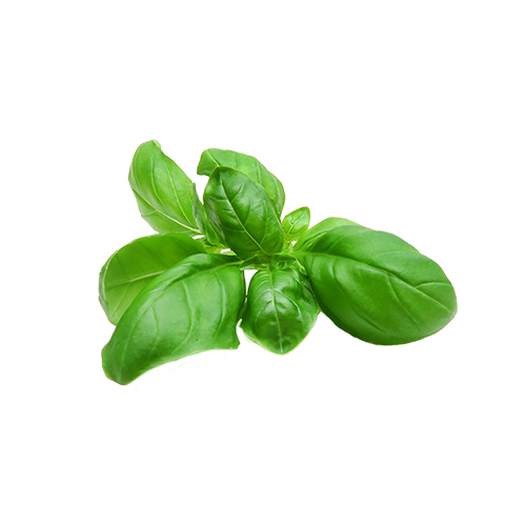 Basil