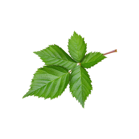 Blackberry leaves