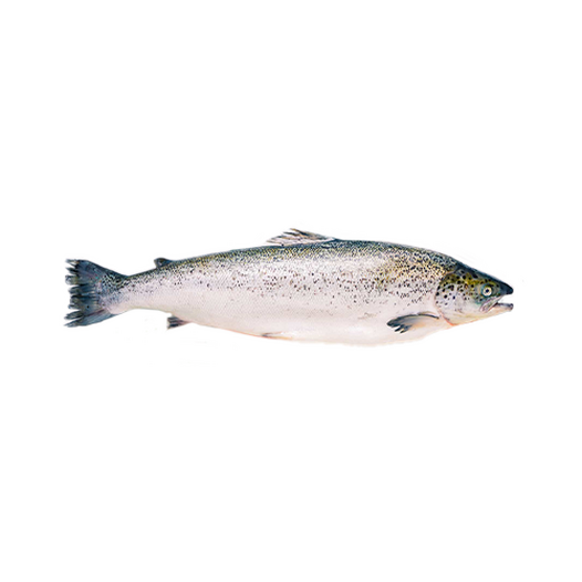 Salmon