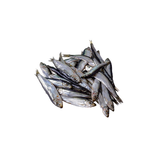 Caspian sprat