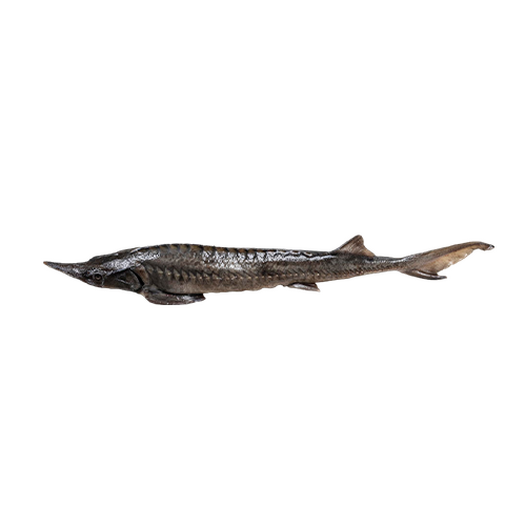 Boiled sturgeon
