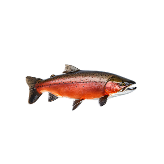 Arctic char