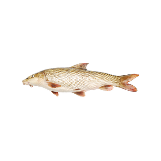 Chub fish
