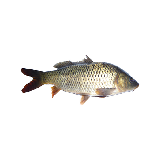 Azov carp