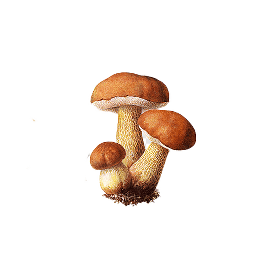 Birch boletes, mossiness mushrooms