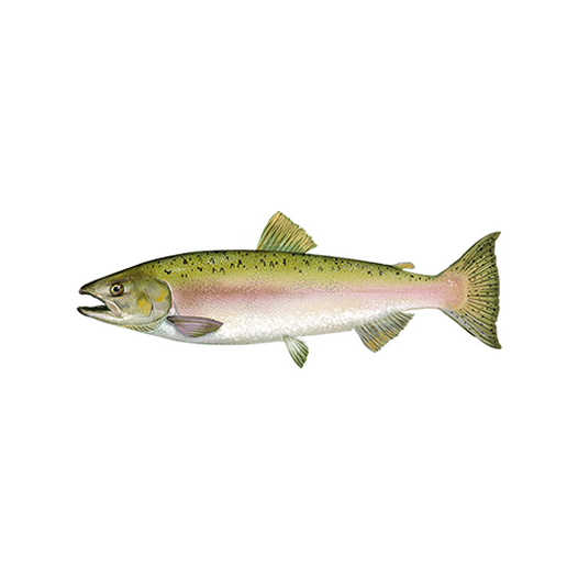 Pink salmon