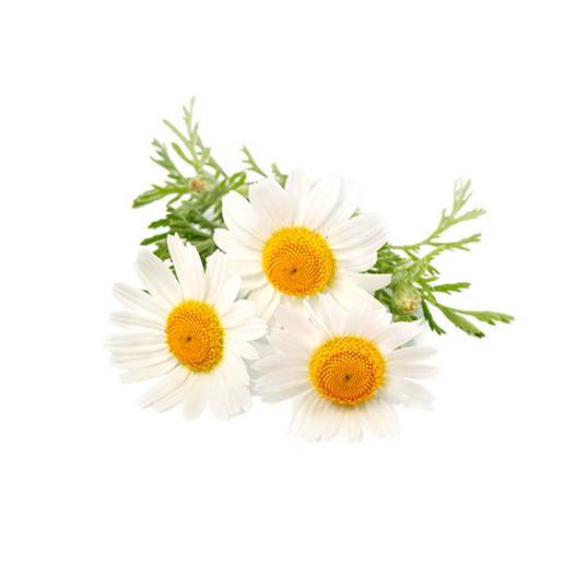 Chamomile