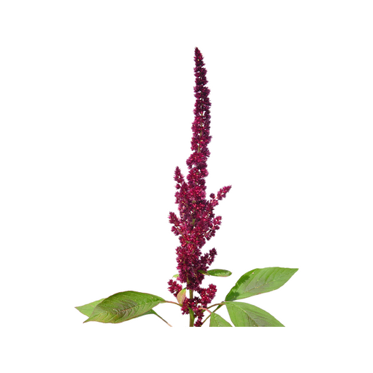 Amaranth
