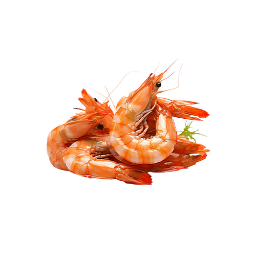 Shrimp