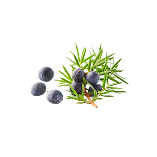 Juniper Berry