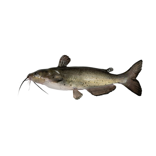 Catfish