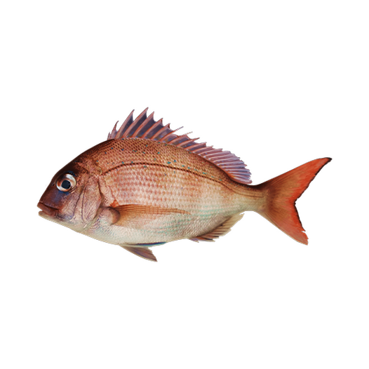 Bream