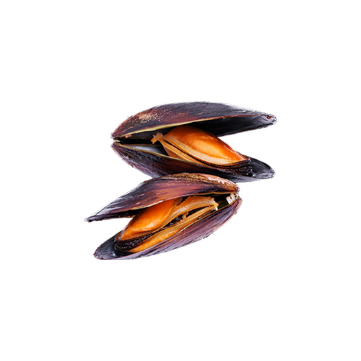 Mussels