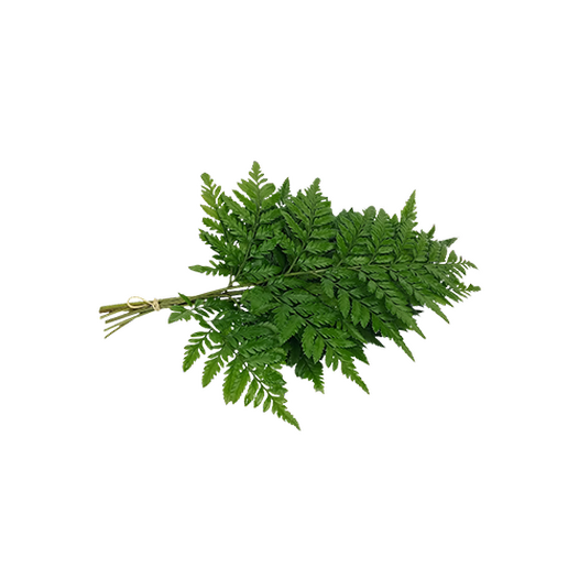 Bracken fern