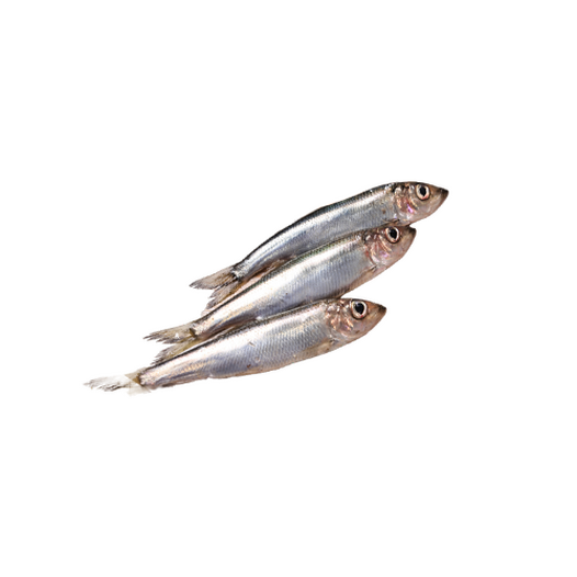 Baltic herring