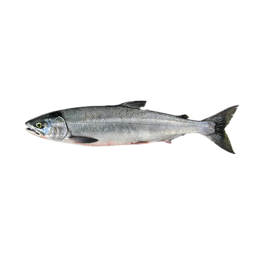 Chum salmon
