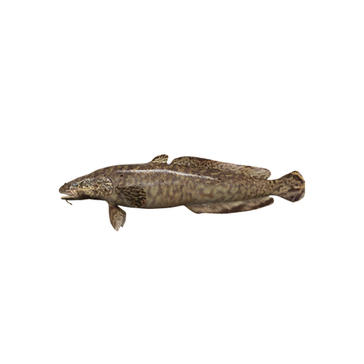 Burbot