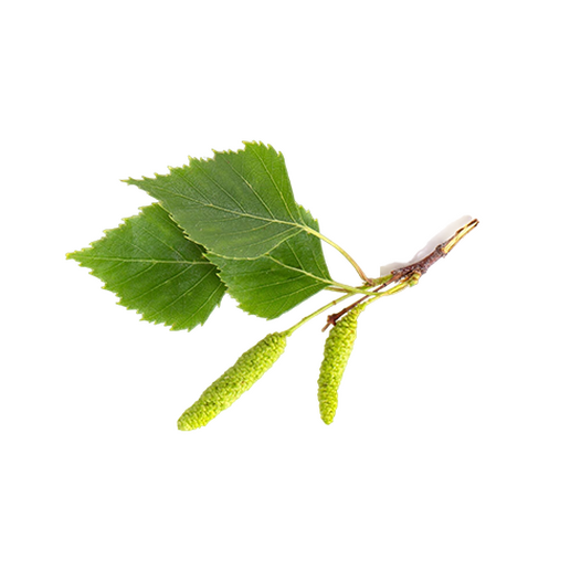 Birch buds