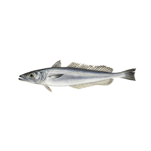 Hake