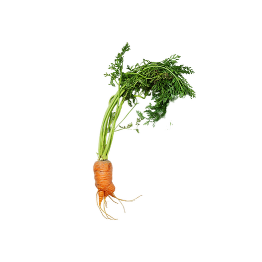 Carrot greens