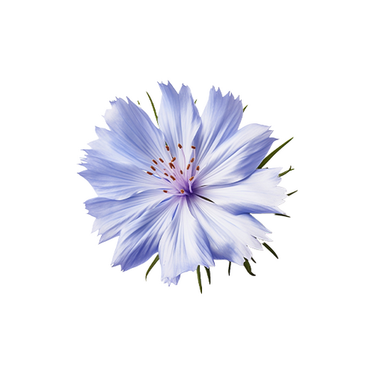 Chicory
